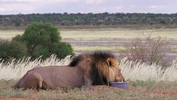 Thirsty Adult Lion Drinking From A Water Bowl While Lying On A Grass Field In Kgalagadi Transfrontie