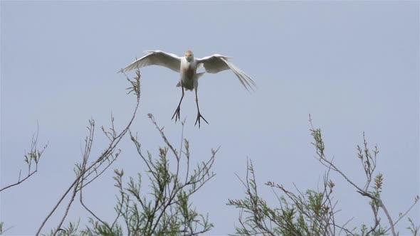 Cattle egret, Bubulcus ibis in a heronry, Camargue, France