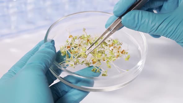 Research of GMO in the Laboratory