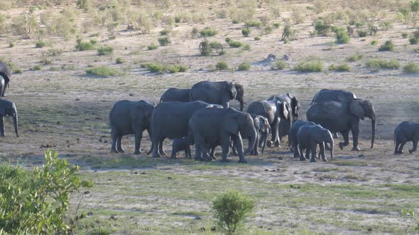 Herd of African Bush elephants 