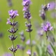 Lavenders Flowers - VideoHive Item for Sale