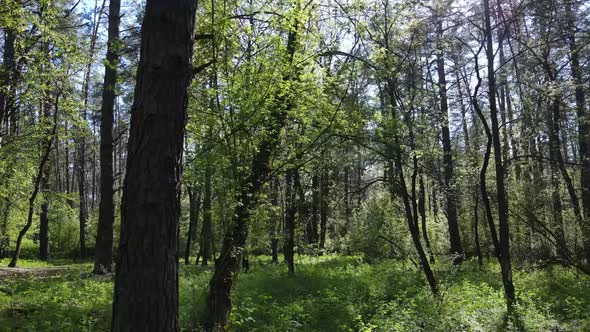 Green Forest During the Day Aerial View