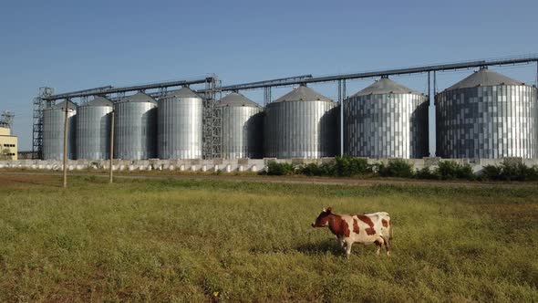 Grain Elevator