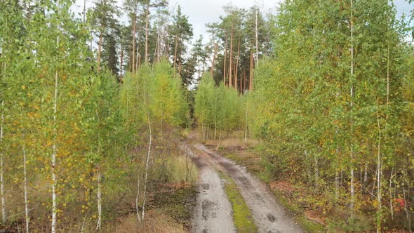 Movement Forward Along Road Between Small Birches.