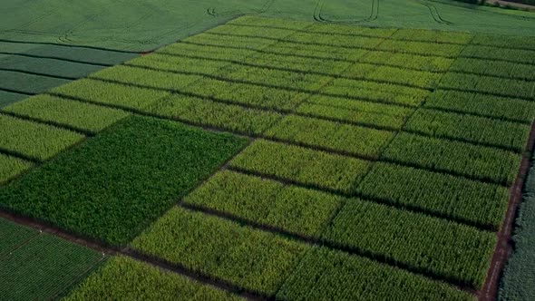 Corn and Soy Field Drone