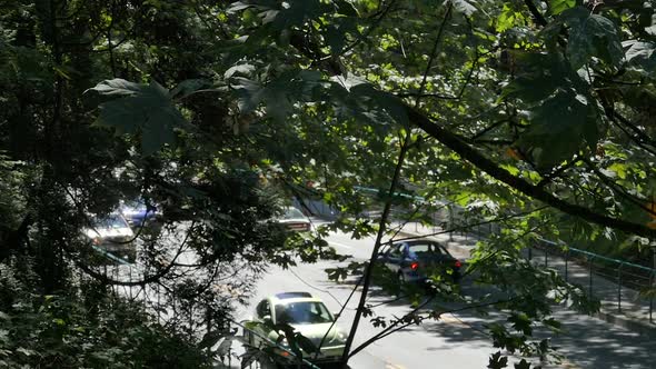 Park Road Traffic in Windy Forest Trees alt