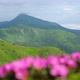 Pink Rhododendron Flowers in Mountains - VideoHive Item for Sale