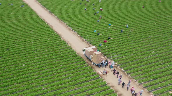 Aerial of People Loading the Truck with Boxes of Fresh Strawberries, USA, 