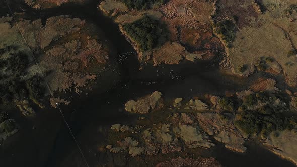 Drone aerial of birds flock flying over water streams