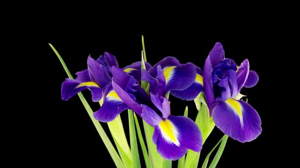 Bouquet of Blue Irises Bloom on a Black Background Time Lapse