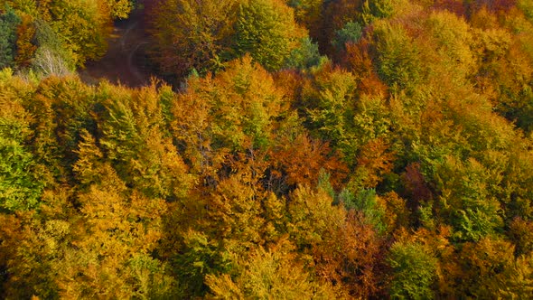 View From the Height on a Bright Yellow Autumn Forest