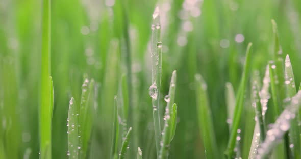 Green Grass Closeup Super Macro Shooting