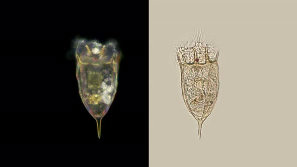 Plankton Rotifers Rotifera Keratella Cochlearis, Distributed Throughout the World, Both in Salt and