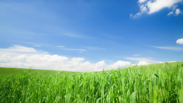 Nature Landscape with Greens and Clouds of Farmland Hill