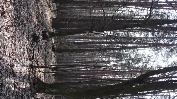 Vertical Video of Beautiful Forest Landscape