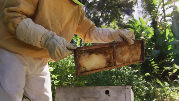 Caucasian male beekeeper in protective clothing inspecting honeycomb frame from a beehive