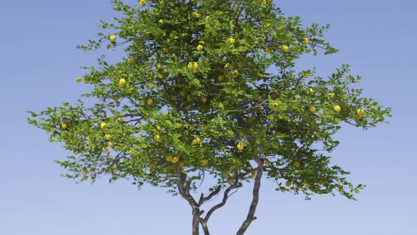 Lemon Tree In Blue Sky alt