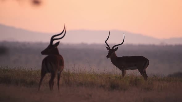 A Couple Of Antelope Standing On The Grassland Against The Colorful Sunset In El Karama Lodge, Kenya