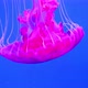jellyfish under sea - VideoHive Item for Sale