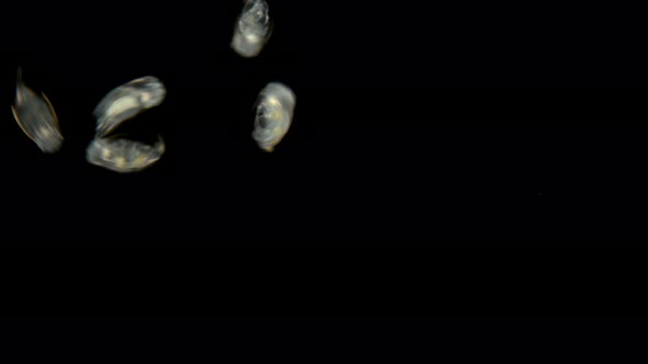 The Colony of Plankton Rotifers Rotifera