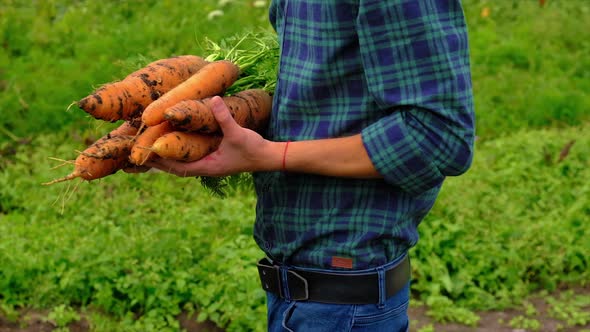 A Man Farmer is Holding a Harvest of Carrots in His Hands