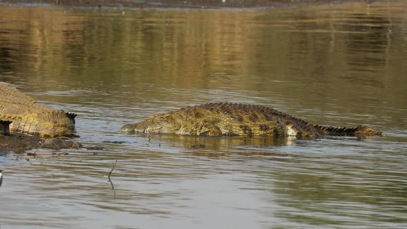 Nile Crocodile Emerging From Water