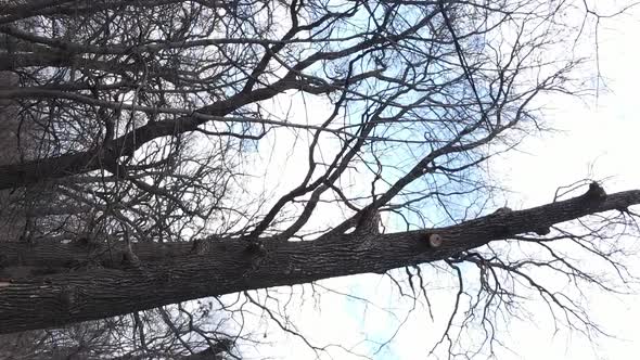 Vertical Video of the Forest with Trees Without Leaves Slow Motion