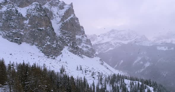 Forward Aerial Across Crow Bird Flock Flying Over Woods Forest Snowy Mountain