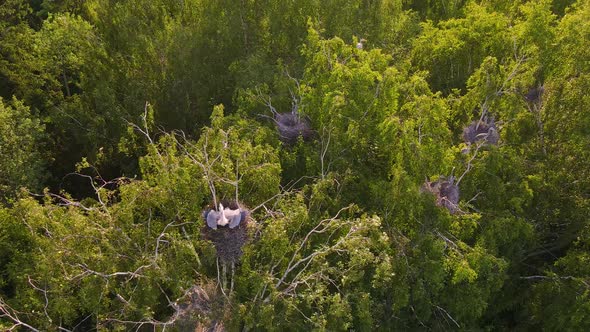 A Nest of Gray Herons with Chicks on a Swaying Tree From the Wind Top View