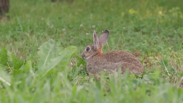 Oryctolagus Cuniculus,Wild European Rabbit, Bunny