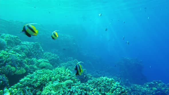 Butterfly Fish (Heniochus Intermedius) Close Up in the Red Sea Slow Mo