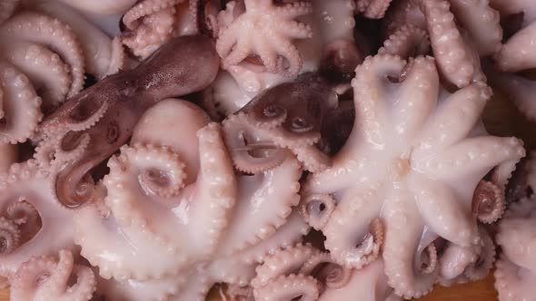 Fresh Baby Octopuses 63