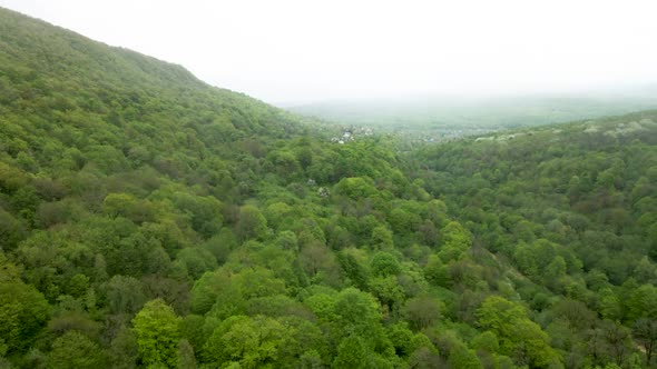 Flight along the forest