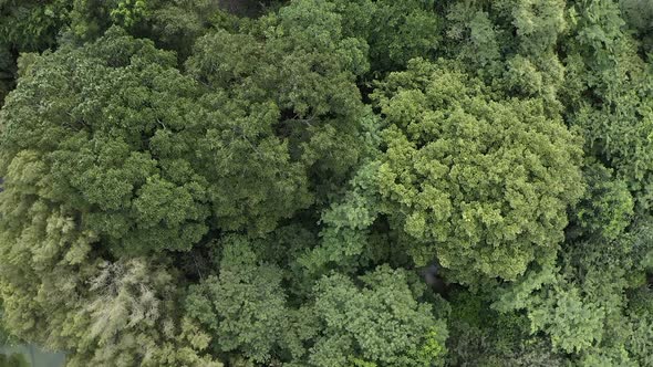 Overhead Shot of Lush Green Foliage and Trees Rustling in the Wind.