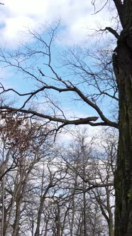 Vertical Video of the Forest with Trees Without Leaves