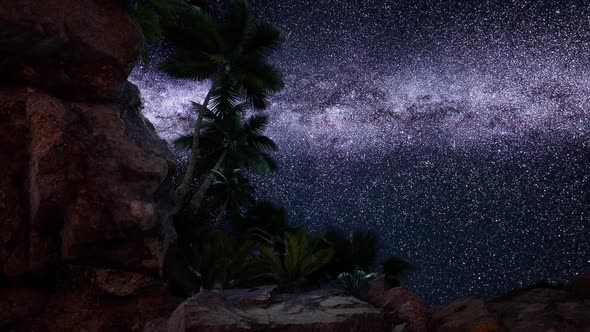 Hyperlapse Star Trails Over Sandstone Canyon Walls and Palms alt