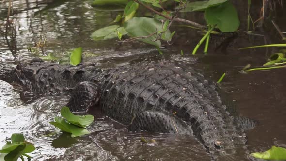 Alligator swimming in South Florida Everglades swamp in slow motion with camera panning up