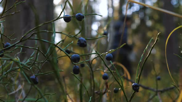 Dried Blueberries in the Autumn Forest