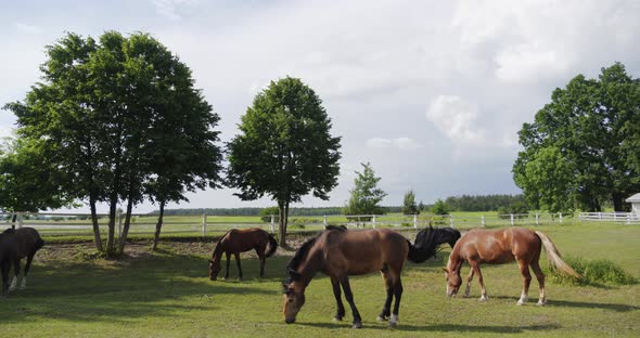Thoroughbred Horses Graze In The Meadow