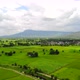 Aerial view of a rice fields - VideoHive Item for Sale