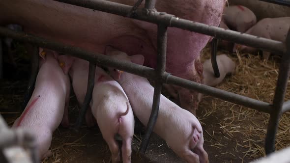 Piglets Drink Milk. Young Pigs in Agricultural Farm