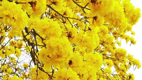 Tabebuia Flower Blossom in the Garden