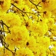 Tabebuia Flower Blossom in the Garden - VideoHive Item for Sale