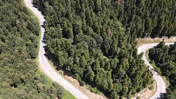 Road Between Forest