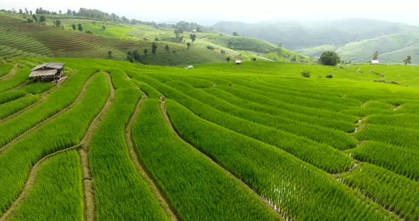 Rice Field Terrace on Mountain Agriculture Land