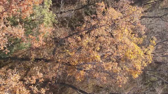 Vertical Video of the Forest on an Autumn Day Slow Motion