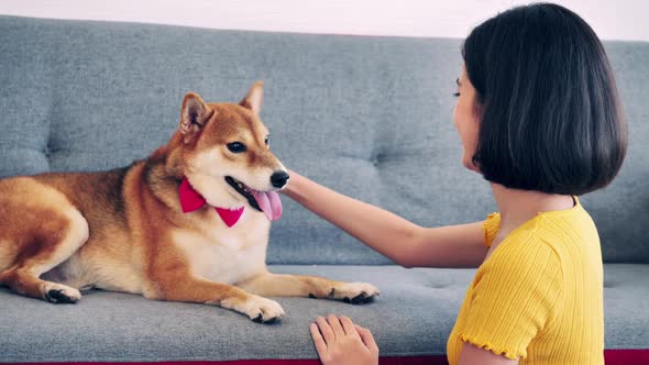 Young woman playing with her Shiba Inu dog at home