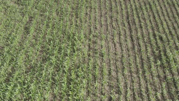 Africa Mali Corn Field Aerial View