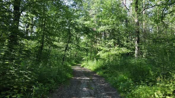 Trees in the Forest By Summer Day