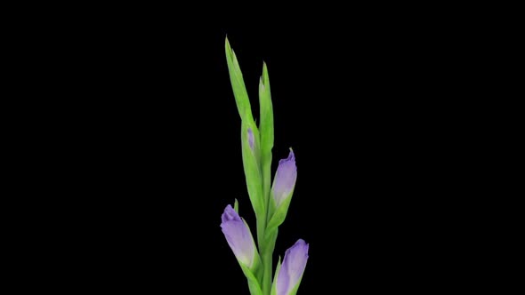 Time-lapse of opening purple gladiolus flower 